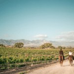 visitsyv horseback vineyard