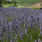 lavendar-fields-lompoc_cali